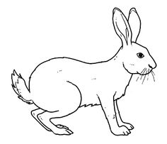 the outline of a rabbit that is standing in front of it's head and tail