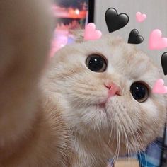 a cat with hearts on its head looking up at the camera while sitting in front of a mirror