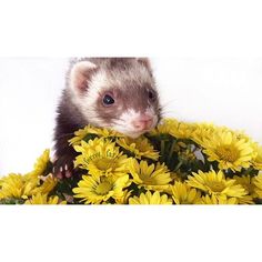 a ferret is sitting on top of some yellow flowers and looking at the camera