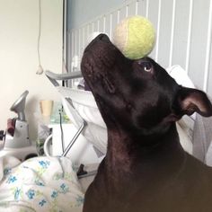 a dog with a tennis ball on its head