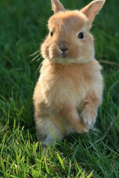 a small rabbit sitting in the grass looking at the camera with its front paws up