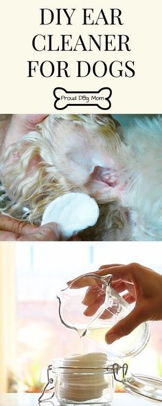 a dog is being groomed by its owner and the words diy ear cleaner for dogs above it