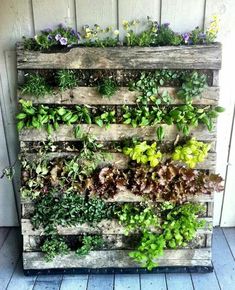 a wooden pallet with plants growing on it