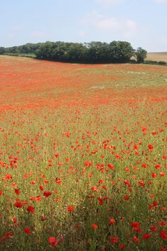 a field full of red flowers with trees in the background