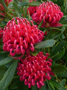 red flowers with green leaves in the background