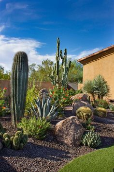 a cactus garden with rocks and cacti