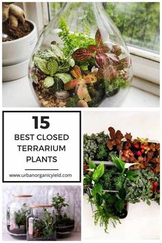 the top ten terrarium plants that are easy to grow