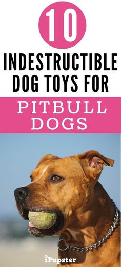 a dog with a tennis ball in its mouth and the words 10 indestructible dog toys for pitbull dogs