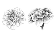 two flowers are shown in black and white, one is drawn with pencil on paper