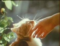 a cat is being petted by someone's hand