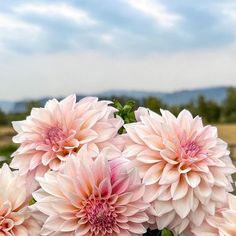 some pink flowers are in a vase on a table with grass and blue sky behind them