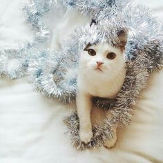 a white cat with tinsel on its head