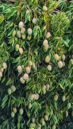 the fruit is growing on the tree and ready to be picked from it's branches