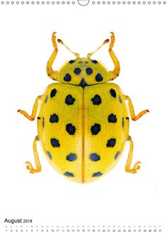 a yellow and black bug with spots on it's body