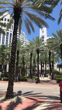 palm trees line the street in front of tall buildings