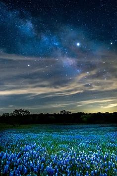 the night sky is filled with stars and clouds above a field full of blue flowers