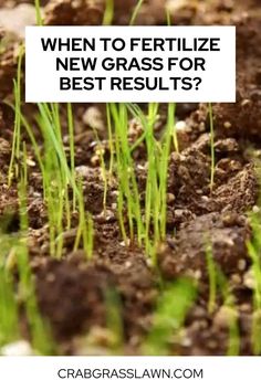 When to Fertilize New Grass for Best Results? Fescue Grass Seed, Water Grass, Healthy Lawn, Soil Ph, Clay Soil