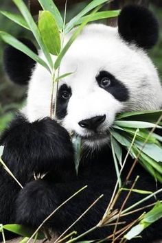 a black and white panda bear eating bamboo leaves in the wild with its paws on it's head