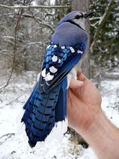 a blue bird sitting on top of a persons hand next to snow covered trees in the woods