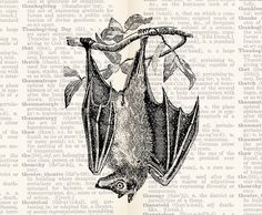 a black and white drawing of a bat hanging upside down on a branch with leaves