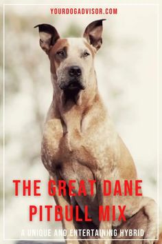 the great dane pitbull mix is in front of a white square with red lettering