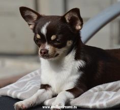 a small brown and white dog laying on top of a blanket