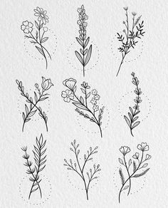 six different types of flowers drawn on paper