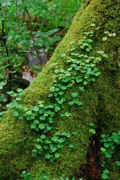 green moss growing on the side of a tree in a forest with lots of leaves