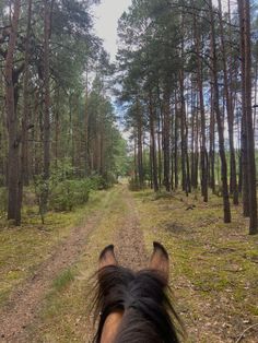 the back end of a horse's head as it walks down a dirt path through a forest