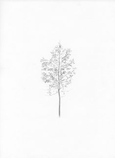 a pencil drawing of a tree in the snow