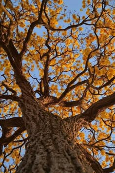 looking up at the top of a tree with yellow leaves