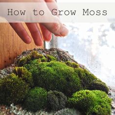 a hand reaching for moss on top of a rock in front of a window sill