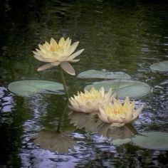 Pond Photography, Botanical Landscape, Nature Peaceful, Piskel Art, Water Landscape, Water Nature, Landscape Landscape, Art Ancien, Nothing But Flowers