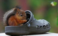 a squirrel is poking its head out of a pair of shoes with the caption,