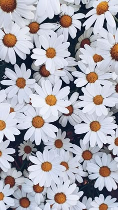 many white flowers with brown centers in the middle