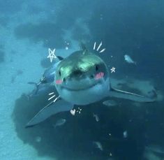 a shark with its mouth open swimming in the blue water next to other small fish