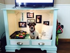 a dog is sitting in front of a tv