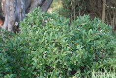 a bush with lots of green leaves next to a tree in the grass and bushes