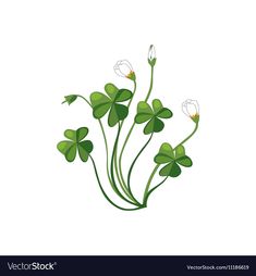 clover leaves and flowers on a white background