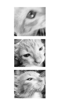 three different pictures of a cat's face in black and white, with one looking at the camera