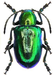 an image of a green beetle on white background