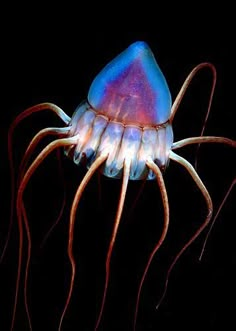 a blue and purple jellyfish swimming in the dark water with its tentacles stretched out