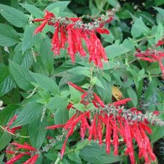 the red flowers are blooming on the green leaves