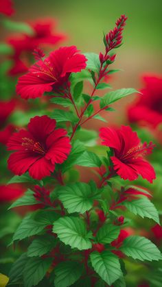 red flowers with green leaves in the foreground