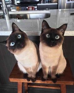 two siamese cats sitting on top of a wooden stool with blue eyes looking at the camera