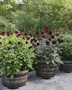 many different types of flowers in wooden pots on the gravel ground with trees in the background