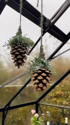 two pine cones hanging from the ceiling in a greenhouse