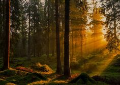 the sun is shining through the trees in the forest