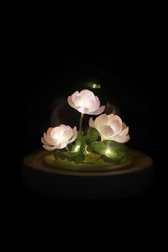 three white flowers are lit up in the dark with green leaves on top of them