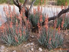 some very pretty plants by the side of the road with rocks and trees in the background